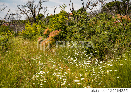 Vibrant Undergrowth And Bare Trees In Summer Landscape: Colorful Green And Pink Bushes Flourishing Beneath A Row Of Leafless Trees Against A Clear Blue Sky In Rural Slovenia 129264285