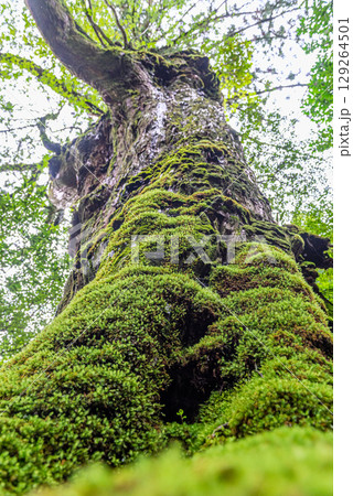 七本杉屋久杉 屋久島白谷雲水峡(8月) 七本杉屋久杉 屋久島白谷雲水峡(8月) 129264501