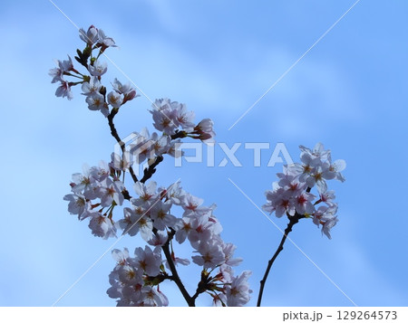 青空に映える桜 129264573