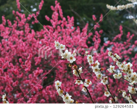 白い梅の花 白い梅の花 129264583