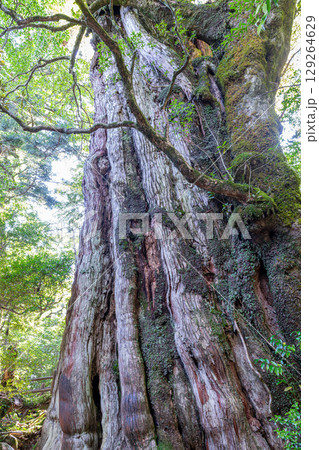 紀元杉　屋久島人気の屋久杉(8月) 129264629