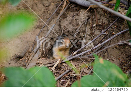 Curious groundhog ,Woodchuck in the Forest Wildlife Photography Close-Up 129264730