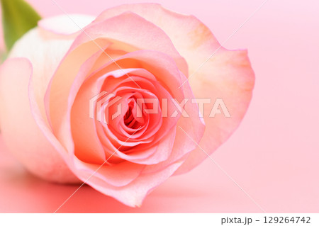 beautiful pastel rose flower on pink background, valentine day 129264742