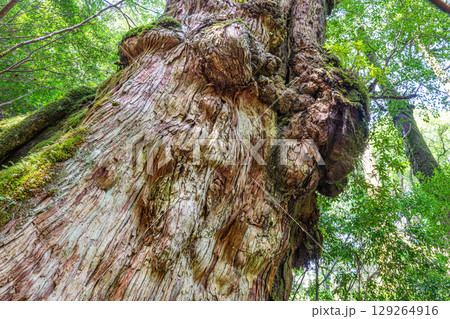 屋久杉釈迦杉　屋久島国立公園(9月) 129264916