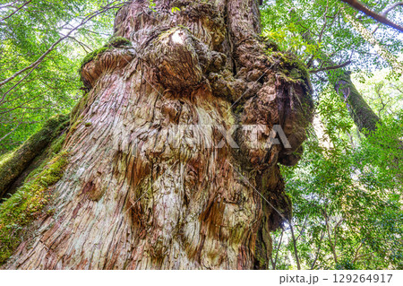 屋久杉釈迦杉　屋久島国立公園(9月) 129264917
