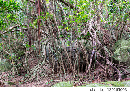 ガジュマル　世界自然遺産屋久島(9月) 129265008