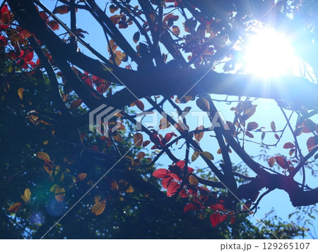 春の陽を浴びる木と太陽 春の陽を浴びる木と太陽 129265107
