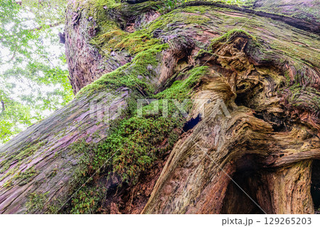 屋久杉　名もない屋久杉　屋久島国立公園(10月) 129265203