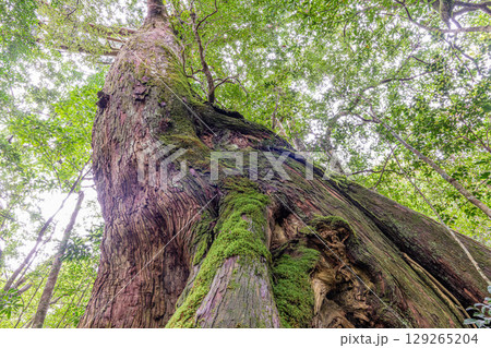 屋久杉　名もない屋久杉　屋久島国立公園(10月) 129265204
