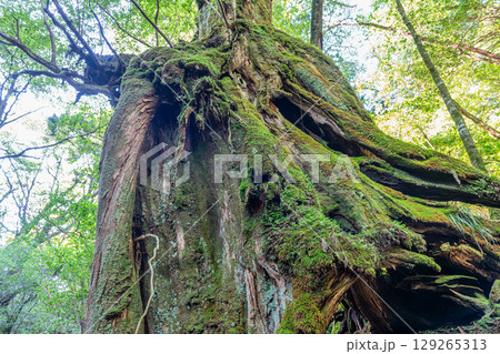 屋久杉かみなりおんじ　屋久島白谷雲水峡(10月) 129265313