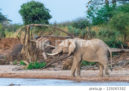 African elephant in Samburu National Reserve African elephant in Samburu National Reserve 129265382