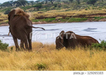 African elephant in Samburu National Reserve African elephant in Samburu National Reserve 129265383