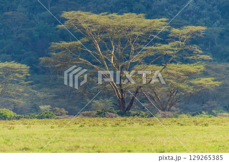 Lake Nakuru National Park Landscape 129265385