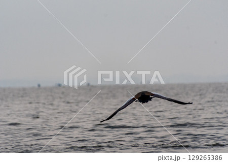 Pelican in Lake Victoria Pelican in Lake Victoria 129265386