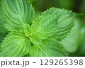 青紫蘇（大葉）の葉 129265398