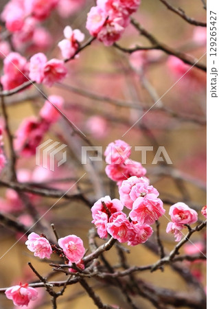 春の訪れを告げる梅の花 春の訪れを告げる梅の花 129265427
