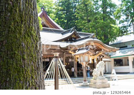 木々に囲まれた「しらやま比咩神社」の表参道の鳥居｜パワースポット｜石川県白山市 129265464