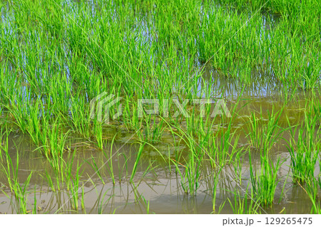 日照りに耐える稲 生育不良 荒川河川敷 さいたま市 日照りに耐える稲 生育不良 荒川河川敷 さいたま市 129265475