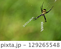 コガネグモ（黄金蜘蛛）の巣の白帯 129265548