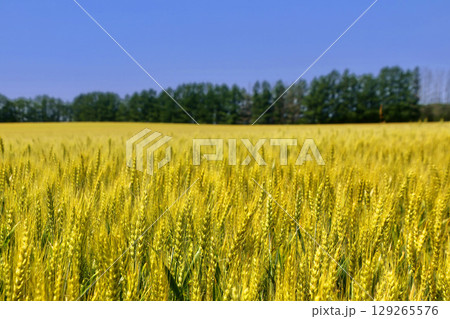 麦畑と青空・初夏（北海道・美幌町） 129265576