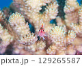 サンゴの中の住人 129265587