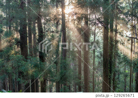 杉山 屋久島神が宿る島(秋) 杉山 屋久島神が宿る島(秋) 129265671