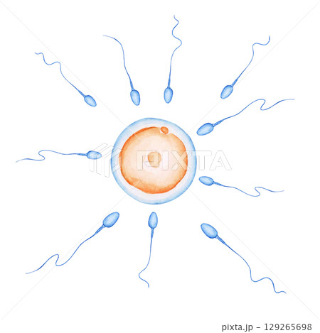 妊娠 妊活　卵子と精子の受精　水彩 イラスト 129265698