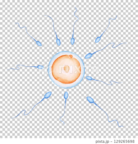 妊娠 妊活　卵子と精子の受精　水彩 イラスト 129265698