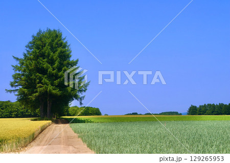 農道と畑・初夏（北海道・美幌町） 129265953