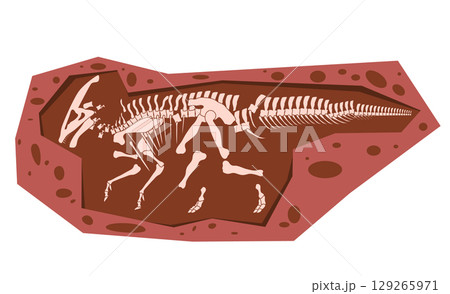 dinosaur fossil large theropod dark red rock formation the bones are scattered and fragmented within the surrounding matrix exploration paleontological excavation 129265971