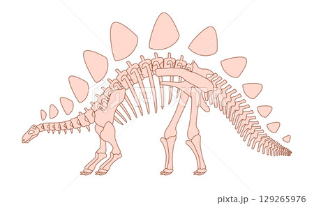 Illustration of a Stegosaurus dinosaur skeleton with distinctive back plates and spiked tail shown in a side profile view on a white background 129265976