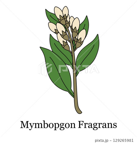 illustration Mymbopgon fragrans plant branch with white bulbous flowers for botanical studies herbal medicine guides cosmetic product illustration Mymbopgon fragrans plant branch with white bulbous flowers for botanical studies herbal medicine guides cosmetic product 129265981