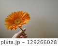 オレンジのガーベラ 129266028