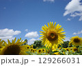 太陽に向かって咲くひまわり 129266031