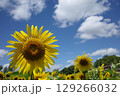 太陽に向かって咲くひまわり 129266032