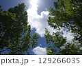 木の間から見上げた夏空 129266035