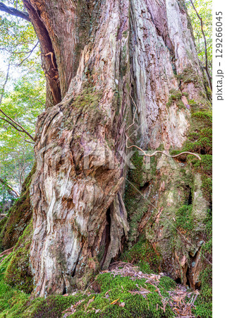 屋久杉女神杉　屋久島白谷雲水峡(11月) 129266045