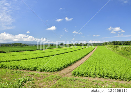 夏の北海道今金町で人参畑の風景を撮影 129266113