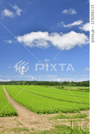 夏の北海道今金町で人参畑の風景を撮影 129266115