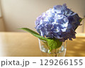 青い紫陽花 129266155