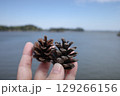 仲良し松ぼっくりと海 129266156