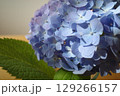 梅雨に咲く紫陽花 129266157