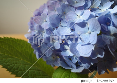 梅雨に咲く紫陽花 129266157