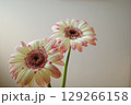 ガーベラの花びら 129266158