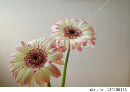 ガーベラの花びら 129266158