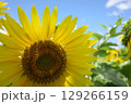 元気なひまわり 129266159
