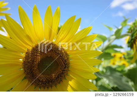 元気なひまわり 元気なひまわり 129266159