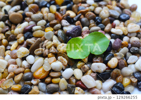 Fresh gotu kola leaves on pebbles. Fresh gotu kola leaves on pebbles. 129266255