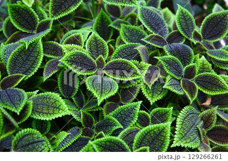 Pilea involucrata Moon Valley, Black and green leaves 129266261