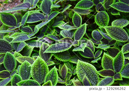 Pilea involucrata Moon Valley, Black and green leaves 129266262